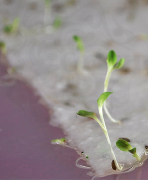 Plantable Wildflower Calendar MOONLIGHT